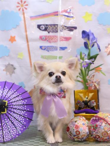 20240512とわくん